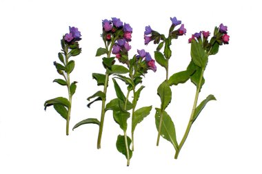 Pulmonaria resmi olarak beyaz arka planda izole edilmiştir. Pulmonaria officinalis bloosoms 'un bileşimi beyaz arka planda, üst bakış açısında, yaratıcı düzlem. Konsept:.