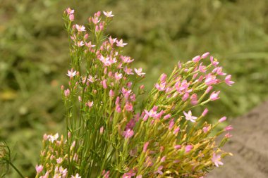 Centaurium eritraea.a çiçek açan Centaurium eritraea, Centaurium eritraea, İngiltere 'de bir çayırda yetişen bitki..
