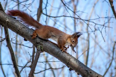 Doğal bir parktaki sevimli kırmızı sincap yuva yapmak için yaprak ve ağaç kapağı topluyor..