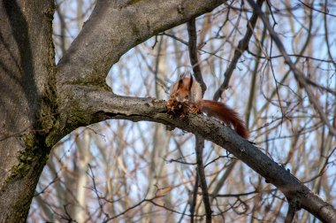 Sıcak bir sabah ışığında doğal bir parkta sevimli, genç, kırmızı bir sincap. Çok sevimli bir hayvan, çevresiyle ilgili ilginç, renkli, komik görünümlü..