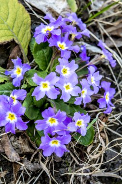 Primrose, Primula vulgaris çiçeğinin ayrıntıları. Sıradan bir çuha çiçeği ya da İngiliz çuha çiçeği, Avrupa 'nın sağlıklı çiçekleri. Bitkisel ilaçlar. İlkbaharda çuha çiçekleri. Çiçek bahçesinin güzel renkleri.
