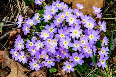 Primrose, Primula vulgaris çiçeğinin ayrıntıları. Sıradan bir çuha çiçeği ya da İngiliz çuha çiçeği, Avrupa 'nın sağlıklı çiçekleri. Bitkisel ilaçlar. İlkbaharda çuha çiçekleri. Çiçek bahçesinin güzel renkleri.