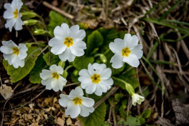 Primrose, Primula vulgaris çiçeğinin ayrıntıları. Sıradan bir çuha çiçeği ya da İngiliz çuha çiçeği, Avrupa 'nın sağlıklı çiçekleri. Bitkisel ilaçlar. İlkbaharda çuha çiçekleri. Çiçek bahçesinin güzel renkleri.