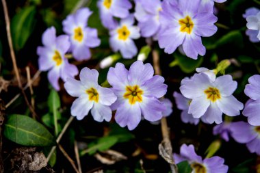 Primrose, Primula vulgaris çiçeğinin ayrıntıları. Sıradan bir çuha çiçeği ya da İngiliz çuha çiçeği, Avrupa 'nın sağlıklı çiçekleri. Bitkisel ilaçlar. İlkbaharda çuha çiçekleri. Çiçek bahçesinin güzel renkleri.