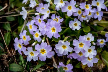 Primrose, Primula vulgaris çiçeğinin ayrıntıları. Sıradan bir çuha çiçeği ya da İngiliz çuha çiçeği, Avrupa 'nın sağlıklı çiçekleri. Bitkisel ilaçlar. İlkbaharda çuha çiçekleri. Çiçek bahçesinin güzel renkleri.