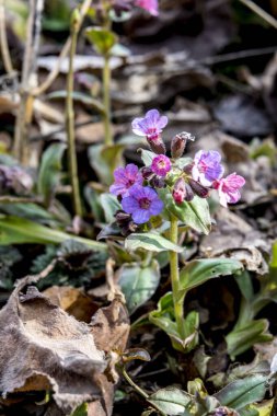 Pulmonaria (akciğer otu) bir seferde menekşenin farklı tonlarında çiçek verir. Ukrayna 'nın bal bitkisi. İlk bahar çiçekleri. Pulmonaria officinalis. Pulmonaria officinalis çiçek açtı