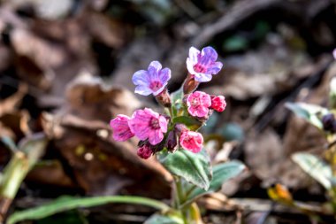 Pulmonaria (akciğer otu) bir seferde menekşenin farklı tonlarında çiçek verir. Ukrayna 'nın bal bitkisi. İlk bahar çiçekleri. Pulmonaria officinalis. Pulmonaria officinalis çiçek açtı