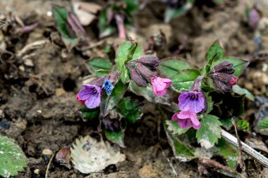 Pulmonaria (akciğer otu) bir seferde menekşenin farklı tonlarında çiçek verir. Ukrayna 'nın bal bitkisi. İlk bahar çiçekleri. Pulmonaria officinalis. Pulmonaria officinalis çiçek açtı