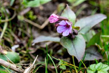 Pulmonaria (akciğer otu) bir seferde menekşenin farklı tonlarında çiçek verir. Ukrayna 'nın bal bitkisi. İlk bahar çiçekleri. Pulmonaria officinalis. Pulmonaria officinalis çiçek açtı