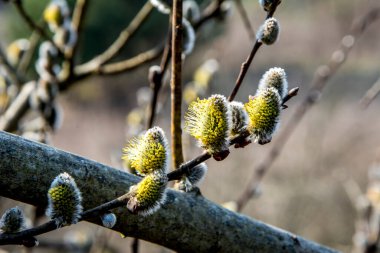 Doğa ilkbaharda uyanır. Çiçekli söğüt dalları ve tüylü söğüt çiçekleri, 