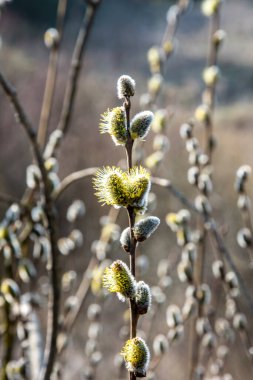 Doğa ilkbaharda uyanır. Çiçekli söğüt dalları ve tüylü söğüt çiçekleri, 