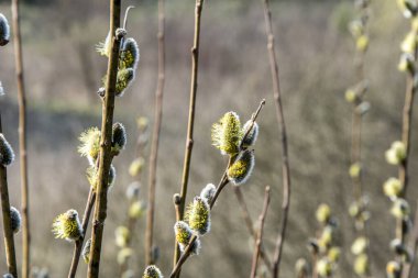 Doğa ilkbaharda uyanır. Çiçekli söğüt dalları ve tüylü söğüt çiçekleri, 