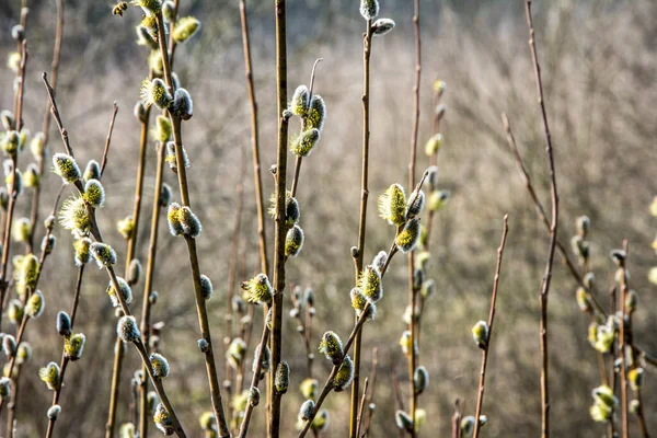 Doğa ilkbaharda uyanır. Çiçekli söğüt dalları ve tüylü söğüt çiçekleri, 