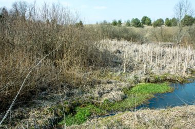 Ağaçlar ve çalılarla kaplı tepe arazisi. Doğanın uyanışı. Terk edilmiş yerler.