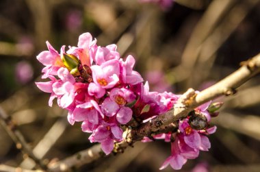 Lanet olası Daphne Mezereum. Baharda güzel mezereon çiçekleri açar. Mezereon, mezereon, Şubat Daphne, spurge laurel veya spurge zeytin (Daphne mezereum).