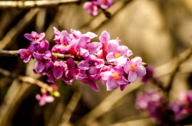 Lanet olası Daphne Mezereum. Baharda güzel mezereon çiçekleri açar. Mezereon, mezereon, Şubat Daphne, spurge laurel veya spurge zeytin (Daphne mezereum).