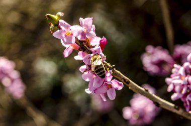 Lanet olası Daphne Mezereum. Baharda güzel mezereon çiçekleri açar. Mezereon, mezereon, Şubat Daphne, spurge laurel veya spurge zeytin (Daphne mezereum).