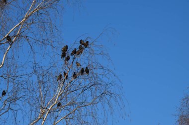Göçmen kuşlar vatanlarına geri döndüler. Rooks 'lar geldi. Bir kuş sürüsü baharın başlarında şehir parkındaki yüksek huş ağaçlarına yerleşti..