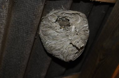 Çatının altında asılı büyük yuvarlak bir eşek arısı ya da eşek arısı yuvası. Çizgili gri desenli ahşap katmanlar bir top oluşturdu..