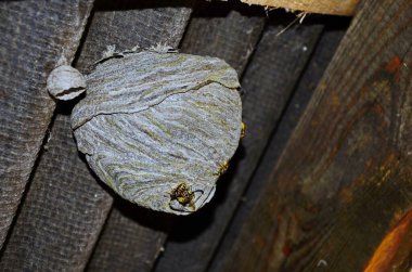 Çatının altında asılı büyük yuvarlak bir eşek arısı ya da eşek arısı yuvası. Çizgili gri desenli ahşap katmanlar bir top oluşturdu..