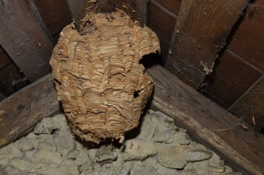 Çatının altında asılı büyük yuvarlak bir eşek arısı ya da eşek arısı yuvası. Çizgili gri desenli ahşap katmanlar bir top oluşturdu..