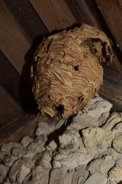 Çatının altında asılı büyük yuvarlak bir eşek arısı ya da eşek arısı yuvası. Çizgili gri desenli ahşap katmanlar bir top oluşturdu..