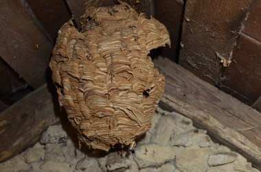 Çatının altında asılı büyük yuvarlak bir eşek arısı ya da eşek arısı yuvası. Çizgili gri desenli ahşap katmanlar bir top oluşturdu..