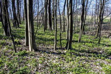 İlkbaharda, doğada güneş ışığı altında, ormanın derinliklerinde güzel beyaz şakayık çiçekleri. Bahar ormanı manzarası çiçek açan çiçeklerle kaplı. Doğayı, şakayık çiçekleri kaplayan ormanı..