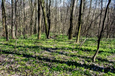 İlkbaharda, doğada güneş ışığı altında, ormanın derinliklerinde güzel beyaz şakayık çiçekleri. Bahar ormanı manzarası çiçek açan çiçeklerle kaplı. Doğayı, şakayık çiçekleri kaplayan ormanı..