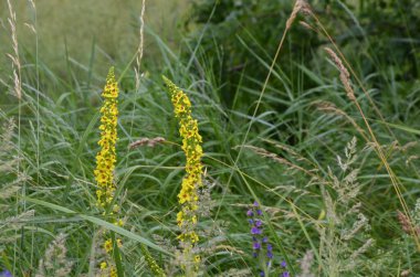 Geniş Çiçekli Mullein, Mullein, Verbascum yoğunluğu