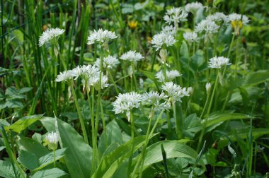 Ramson ya da vahşi pırasa, çiçek açarken Allium ursinum.