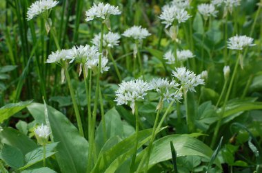 Ramson ya da vahşi pırasa, çiçek açarken Allium ursinum.