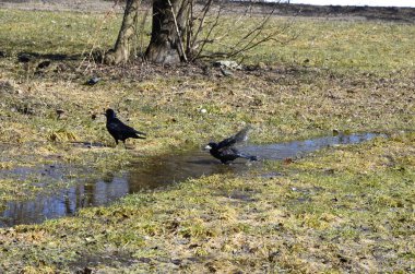 Kara kargalar su birikintisinde yıkandı. Yazın tadını çıkarıyorum. Sıcaktan kendilerini kurtarırlar..