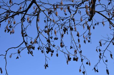 Benekli kızılağaç dalları ve erkek çiçek derileri. Çiçek açan siyah kızılağaç ağacının yakınında uzun erkek ve küçük dişi kedi derileri ve geçen yılın ilkbaharında koniler var..