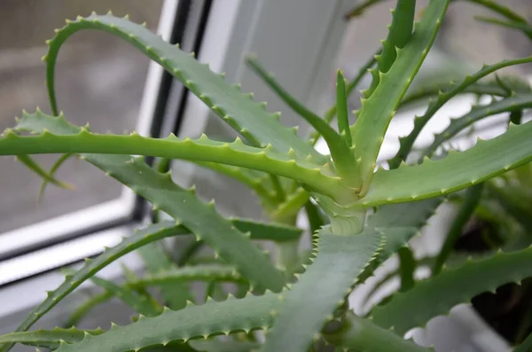 Candelabra aloe (Aloe arborescens), Aloe cinsine ait olan ve bahçıvanlar arasında nispeten popüler olan sulu, sulu bir bitki türüdür..