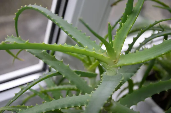Candelabra Aloe Aloe Arborescens Est Une Espèce Plante Vivace Succulente — Photo