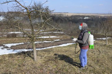 Böcek ilacı tedavisi, böcek kontrolü bahçedeki meyve ağaçlarında böcek yok etme sprey şişesinden zehir püskürtme, eller.