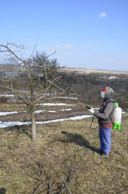 Böcek ilacı tedavisi, böcek kontrolü bahçedeki meyve ağaçlarında böcek yok etme sprey şişesinden zehir püskürtme, eller.