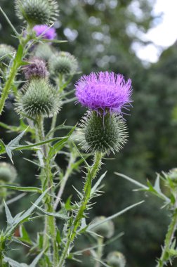 Cirsium vulgare (ayrıca mızrak, boğa devedikeni veya devedikeni olarak da bilinir). Tozlaştırıcılar için nektar kaynağı görevi gören bitki..