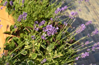 Lavanta çiçeği tarlası, çiçek açan mor kokulu lavanta çiçekleri. Büyüyen lavanta, gün batımı gökyüzünde sallanıyor, hasat, parfüm bileşeni, aromateryal terapisi. Lavanta tarlası, parfüm malzemesi.