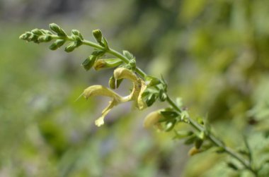 Yapışkan adaçayı, Jüpiter 'in bilgesi, Salvia glutinosa, salyangoz tomentozu yaprakları ve kümeler halinde 3-5 cm uzunluğunda sarı çiçeklerle kalıcı bitki diker.,