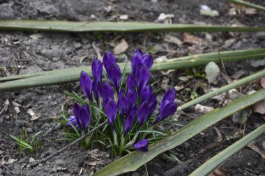 Timsahlar. Mavi timsahlar. İlkbaharda timsahlar büyür. Safran. Mor Crocus ve Mavi Scylla ilk bahar çiçekleri..