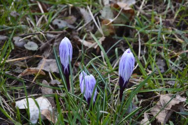 Timsahlar. Mavi timsahlar. İlkbaharda timsahlar büyür. Safran. Mor Crocus ve Mavi Scylla ilk bahar çiçekleri..