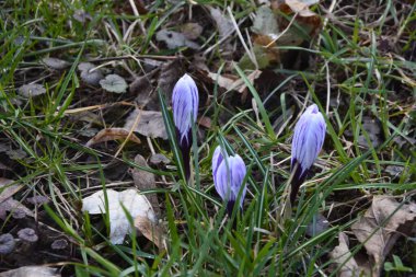 Timsahlar. Mavi timsahlar. İlkbaharda timsahlar büyür. Safran. Mor Crocus ve Mavi Scylla ilk bahar çiçekleri..