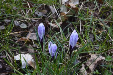 Timsahlar. Mavi timsahlar. İlkbaharda timsahlar büyür. Safran. Mor Crocus ve Mavi Scylla ilk bahar çiçekleri..