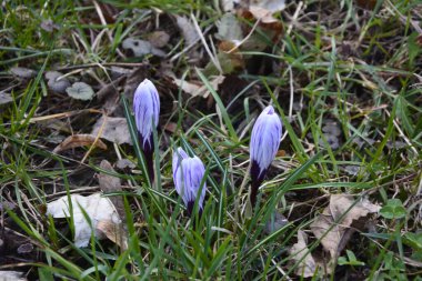 Timsahlar. Mavi timsahlar. İlkbaharda timsahlar büyür. Safran. Mor Crocus ve Mavi Scylla ilk bahar çiçekleri..