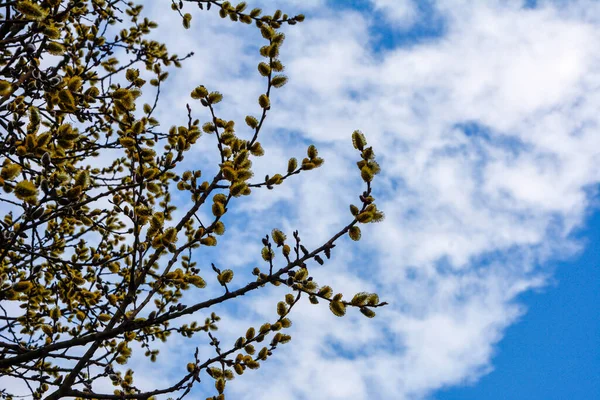 Nature awakes in spring. Blooming willow twigs and furry willow-catkins, so called 