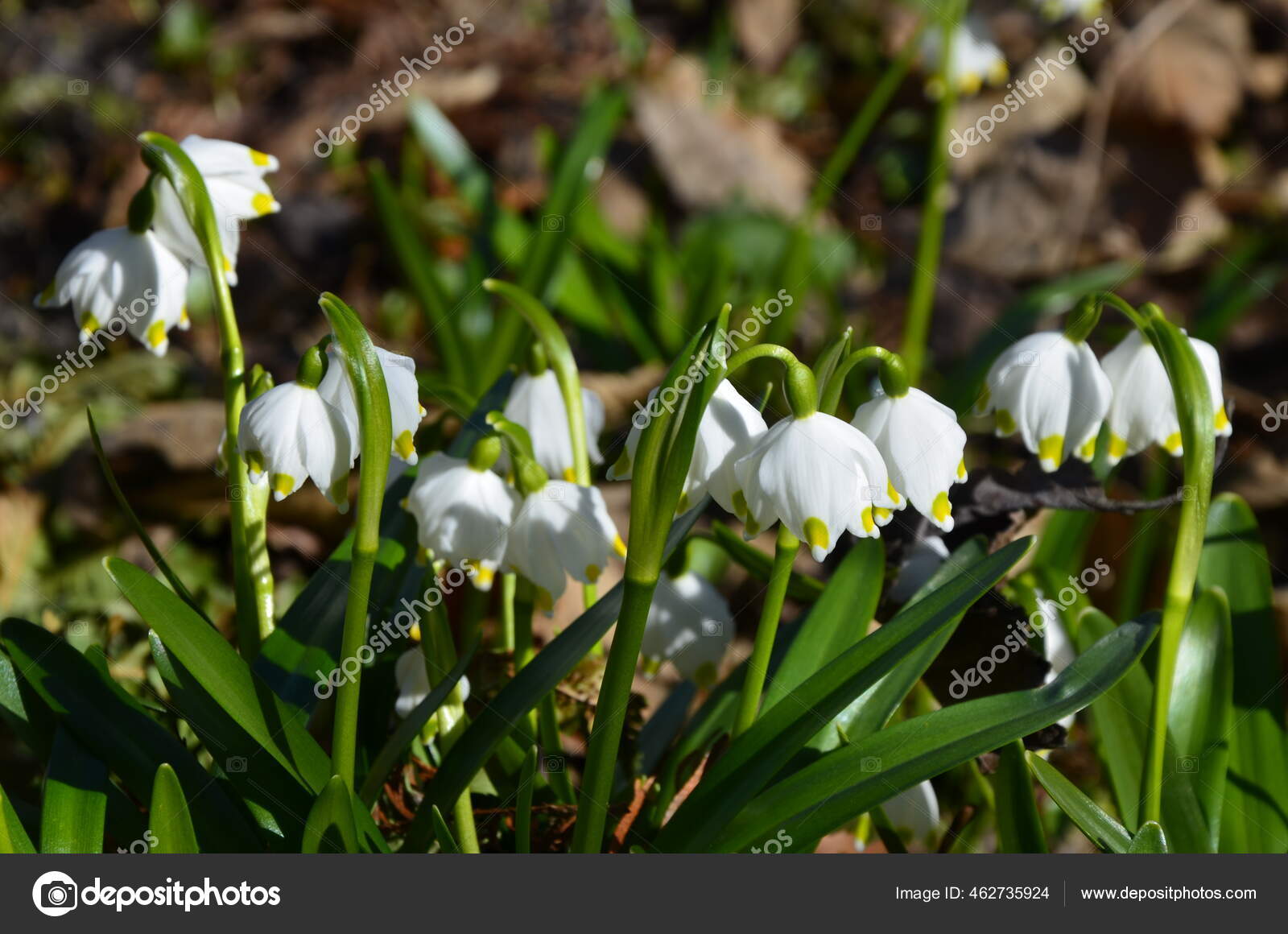 White Summer Snowflake Flowers Leucojum Aestivum Green Spots Petals Bell Stock Photo By C Weha White Summer Snowflake Flowers Leucojum Aestivum Green Spots Petals Bell Stock Photo By C Weha