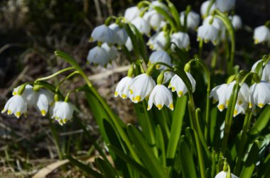 Beyaz Yaz Kar Tanesi çiçekleri (Leucojum aestivum) taç yapraklarında yeşil noktalar, taze bahar yeşili yapraklı çan şeklinde çiçekler.
