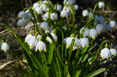 Beyaz Yaz Kar Tanesi çiçekleri (Leucojum aestivum) taç yapraklarında yeşil noktalar, taze bahar yeşili yapraklı çan şeklinde çiçekler.